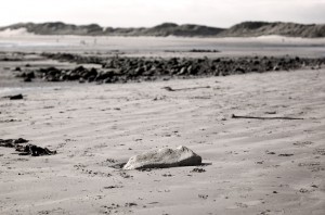 DSC_5260 DSC_5260