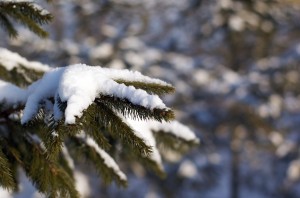 DSC_6194 DSC_6194