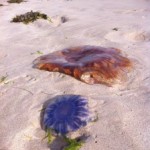 Jellyfish !! 